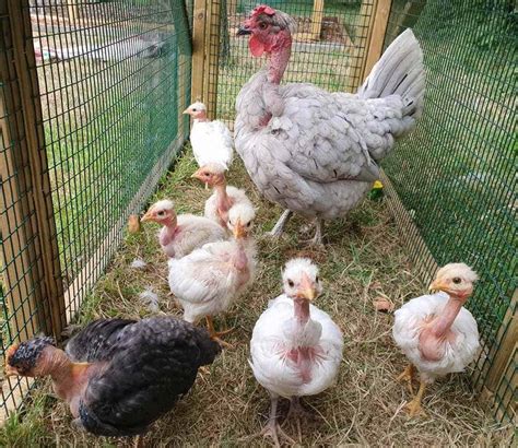 featherless chicken breed|Naked Neck Chicken Breed Guide: Eggs,。